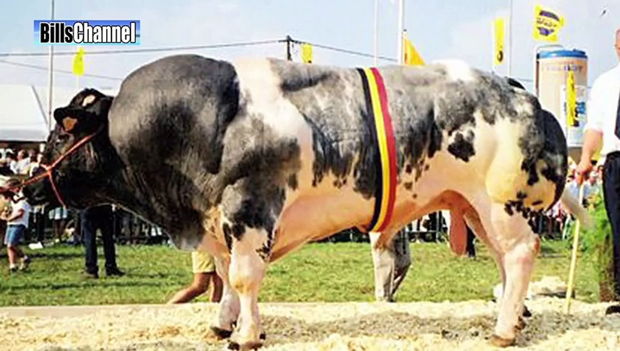 MOST BIZARRE Cows in Australia