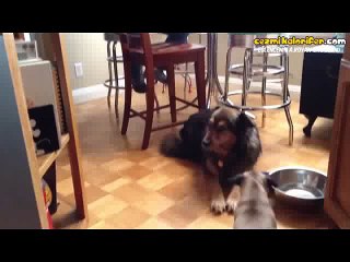 Arkadaşı Atak Yapınca Beyblade'e Dönen Köpek