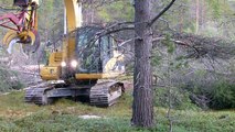 CAT excavator cut pine trees 1