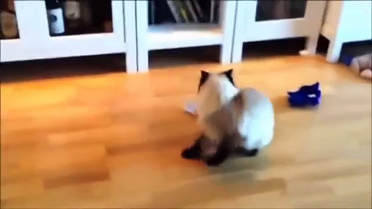 Videos De Risa De Gatos - Videos Chistosos Gatos - Para Morirse De La Risa