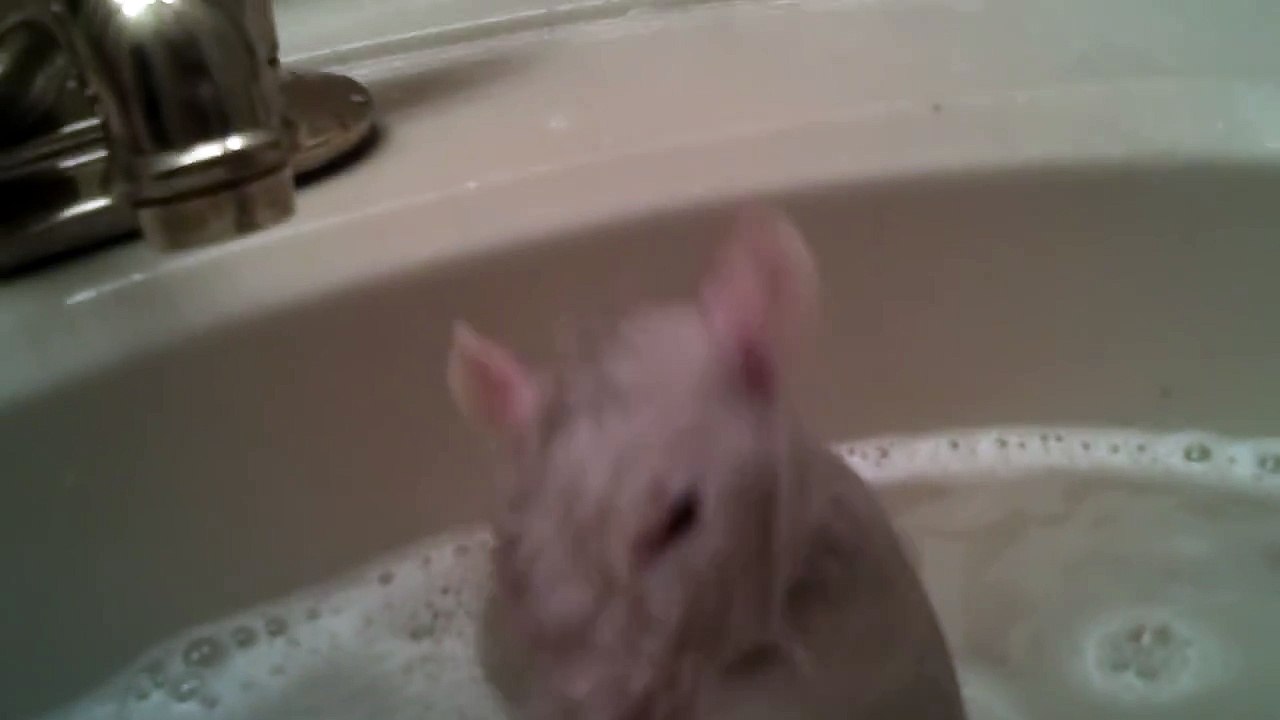 Rat Takes A Bath!