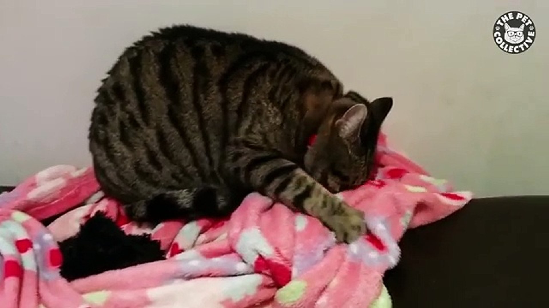 ⁣quirky pets funny pets compilation 2016