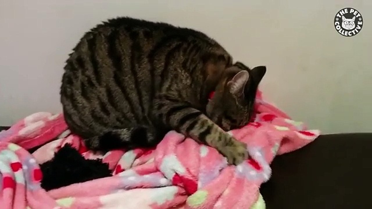 quirky pets funny pets compilation 2016