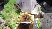 Honey provides sweet relief for Palestinian women