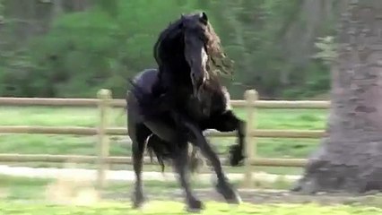 Stories about horses part 14