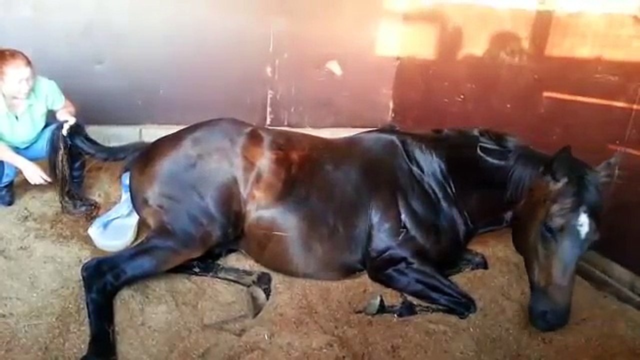 Stories about horses part 2