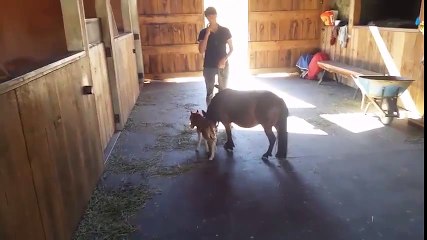 Stories about horses part 4