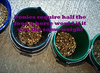 Stories about horses part 5