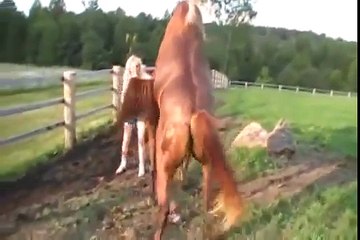 Stories about horses part 8