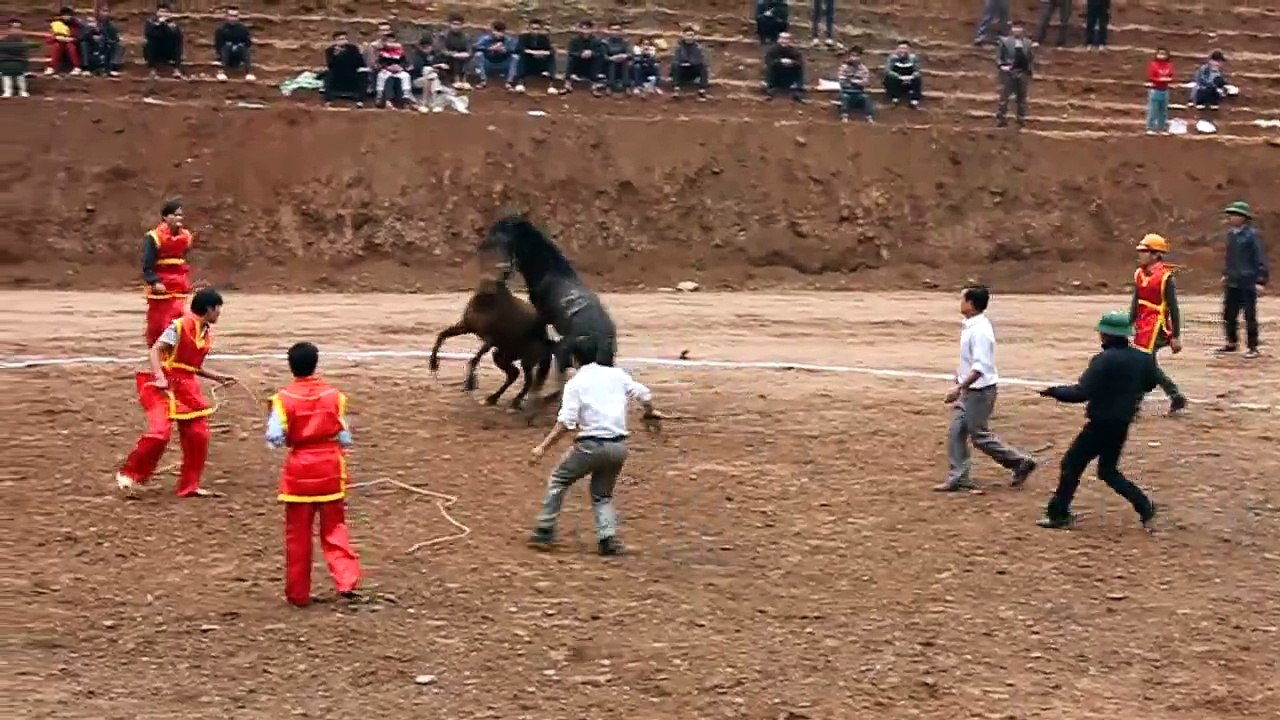 Stories about horses part 10