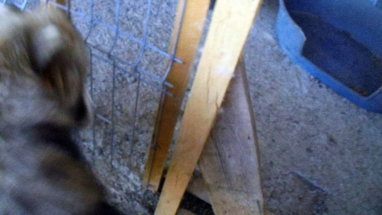 Onesti dogs