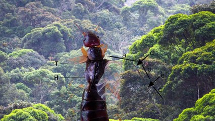 13 Most Bizarre Discoveries in Brazil