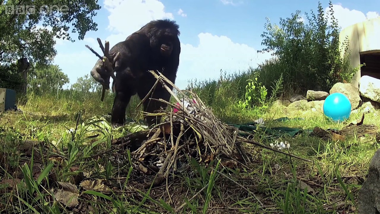 Ce singe coupe son bois fait son feu et crame ses chamallow !