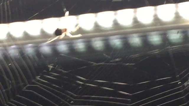 Des dizaines d'araignées au 40ème étage d'un gratte ciel à Chicago en train de tisser leur toile