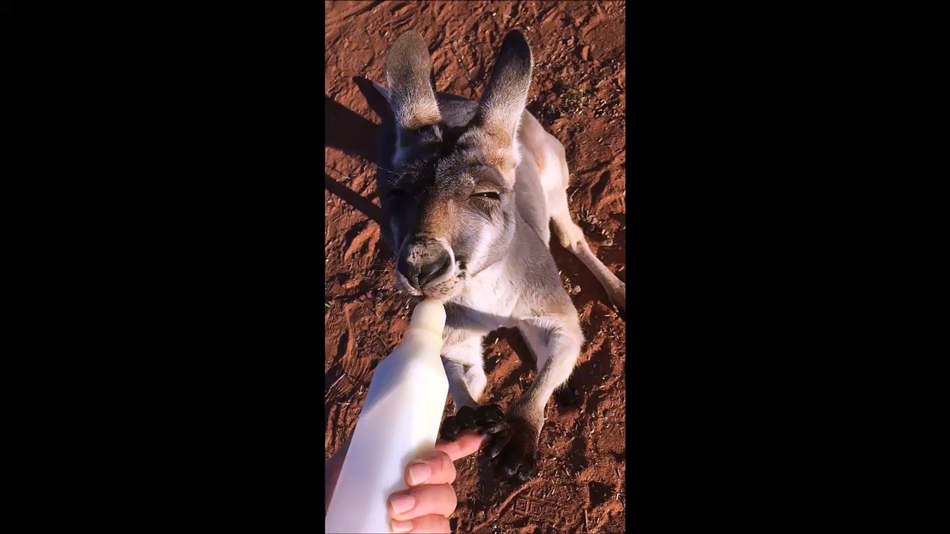 Ce Bebe Kangourou Orphelin Tient La Main Pour Boire Son Biberon Video Dailymotion