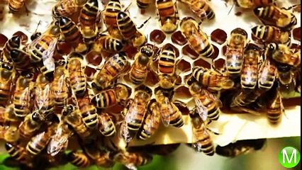 Dünya Üzerindeki EN ZEHİRLİ 13 Hayvan