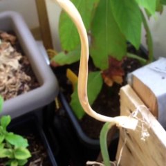 Comment recuperer des graines d'oignons