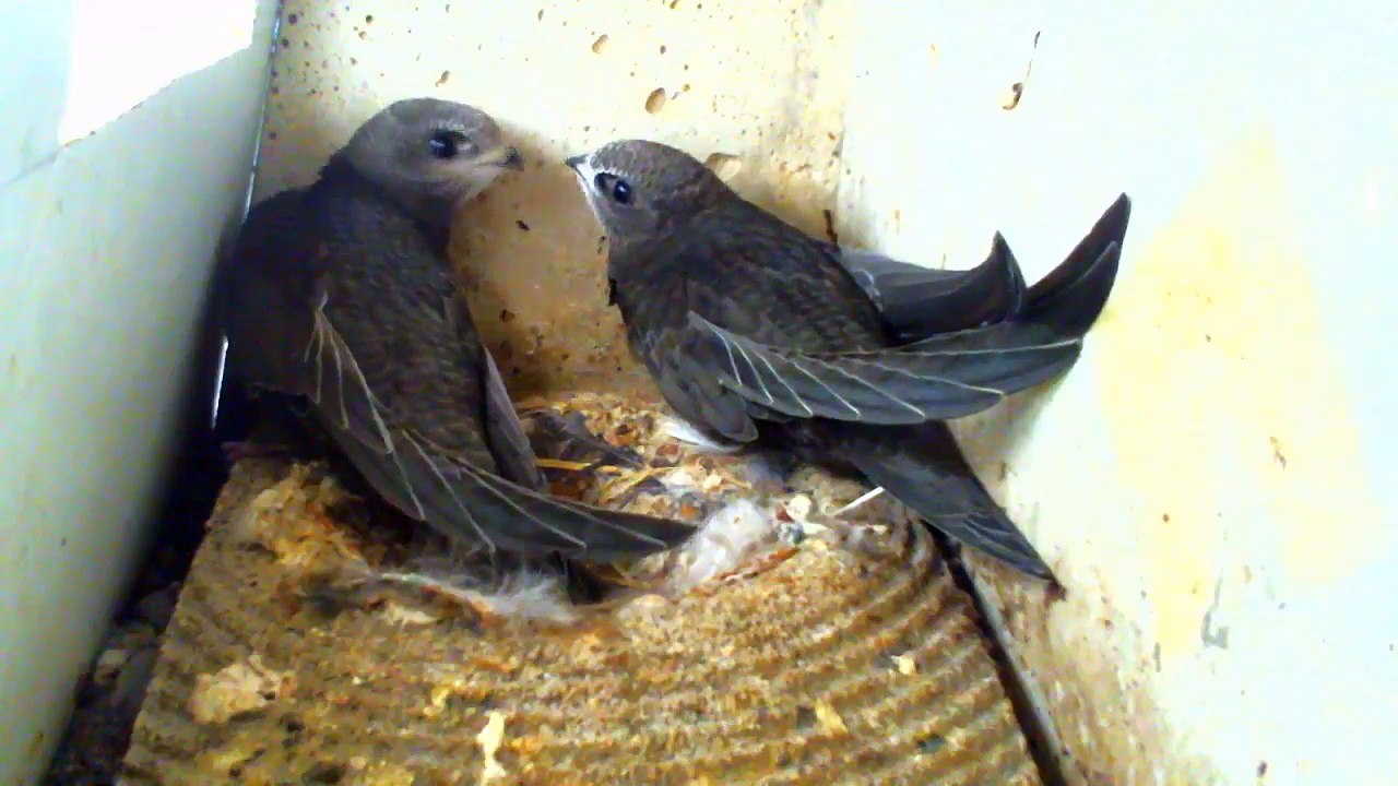 Mauersegler Nestcam 2016.31 - 23- Juli