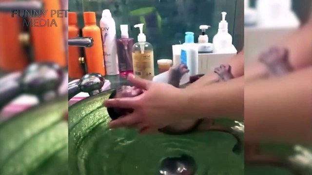 Monkeys in Water ★ Monkeys Taking a Bath (HD) [Funny Pets]