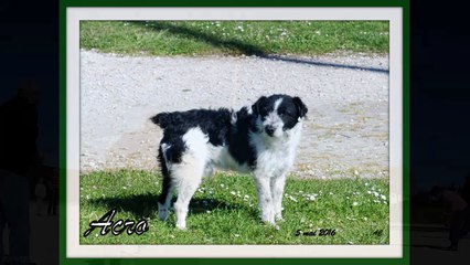 Concours club vu par Alain CAILLOCE