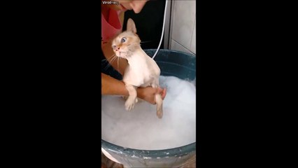 Best Videos of The Day #17 - Mister Buzz - FAILS, CRASH, VINES, LOL, WTF, THUG, CUTE ANIMALS and more....