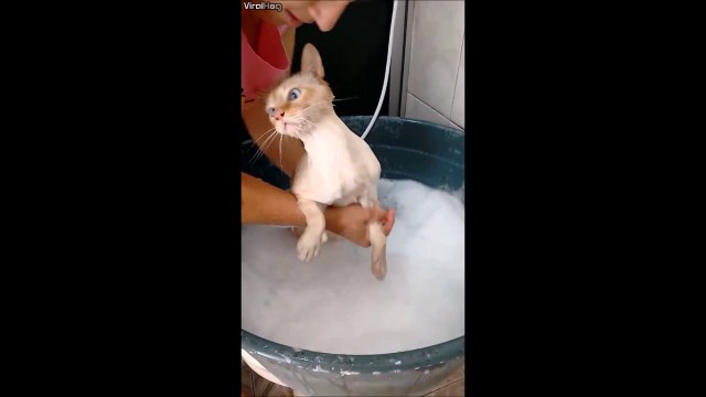 Best Videos of The Day #17 - Mister Buzz - FAILS, CRASH, VINES, LOL, WTF, THUG, CUTE ANIMALS and more....