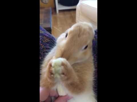 Adorable Bunny Enjoys First Banana