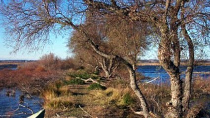 Au Scamandre par Jacques Guigou