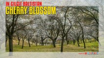 Cherry blossom In Gilgit Baltistan