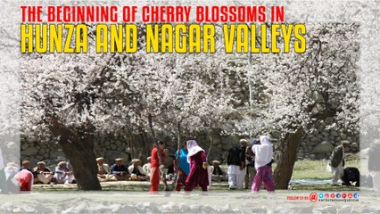 Cherry Blossoms In Hunza and Nagar