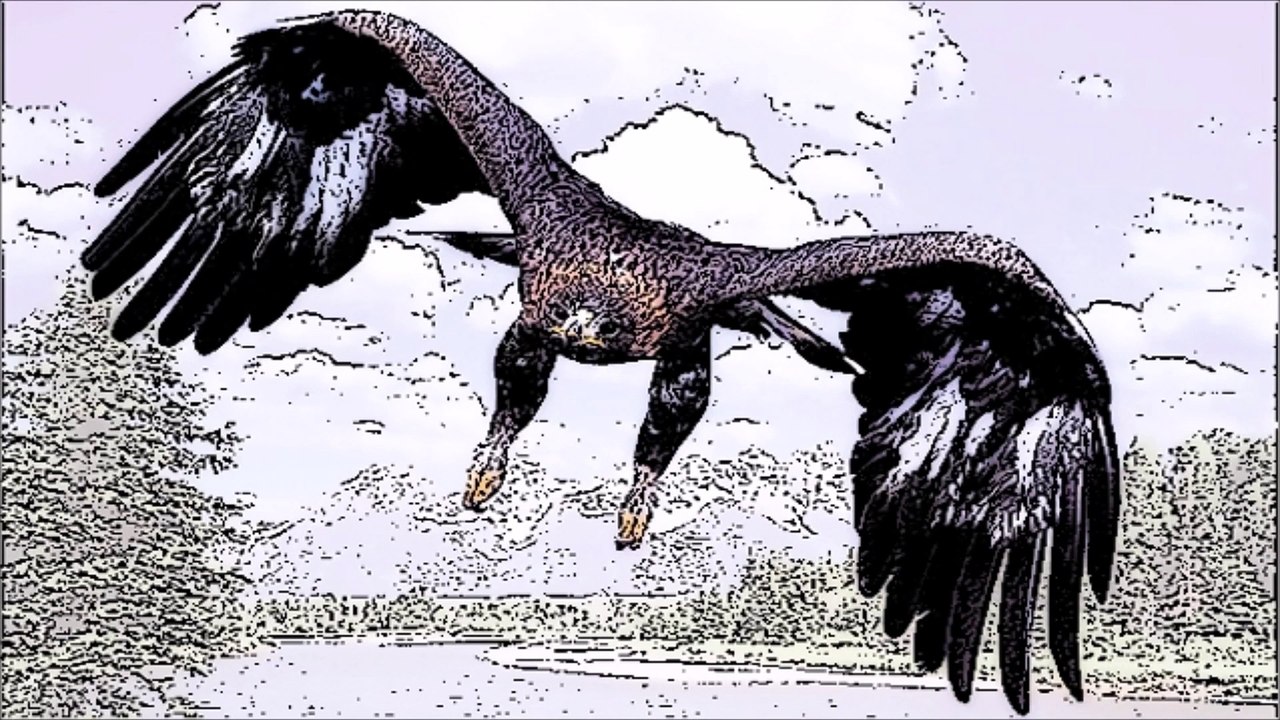 Bird Wing Sound Effect