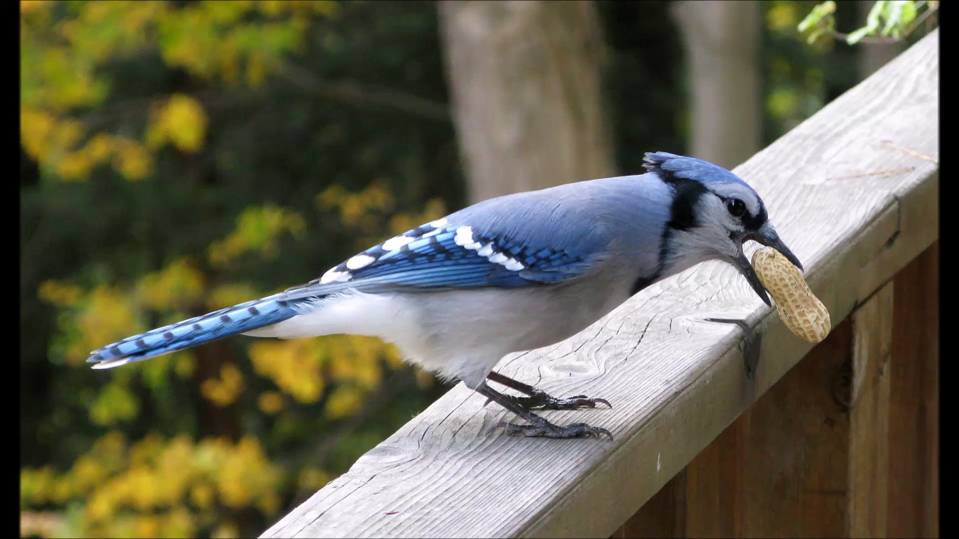 Blue Jay Bird Call Sound Effect Video Dailymotion