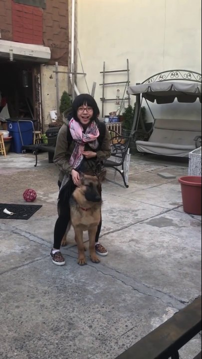 Un berger allemand super heureux de retrouver son maître