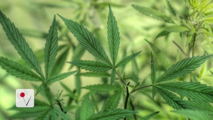 Marijuana Chemical Found in Colorado Town's Water