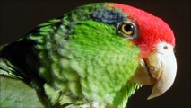 Red Mexican Parrot Sound Effect