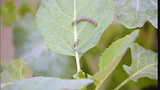 Combate a lagartas em culturas agrícolas - Parte 1