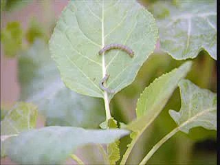 Combate a lagartas em culturas agrícolas - Parte 1