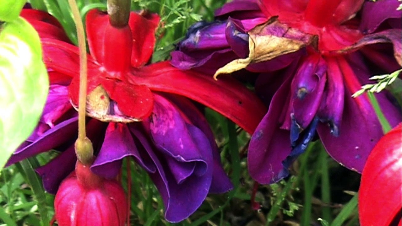 2016-07-23 Fleurs