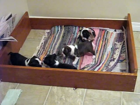 Boston Terrier Puppies Playing !