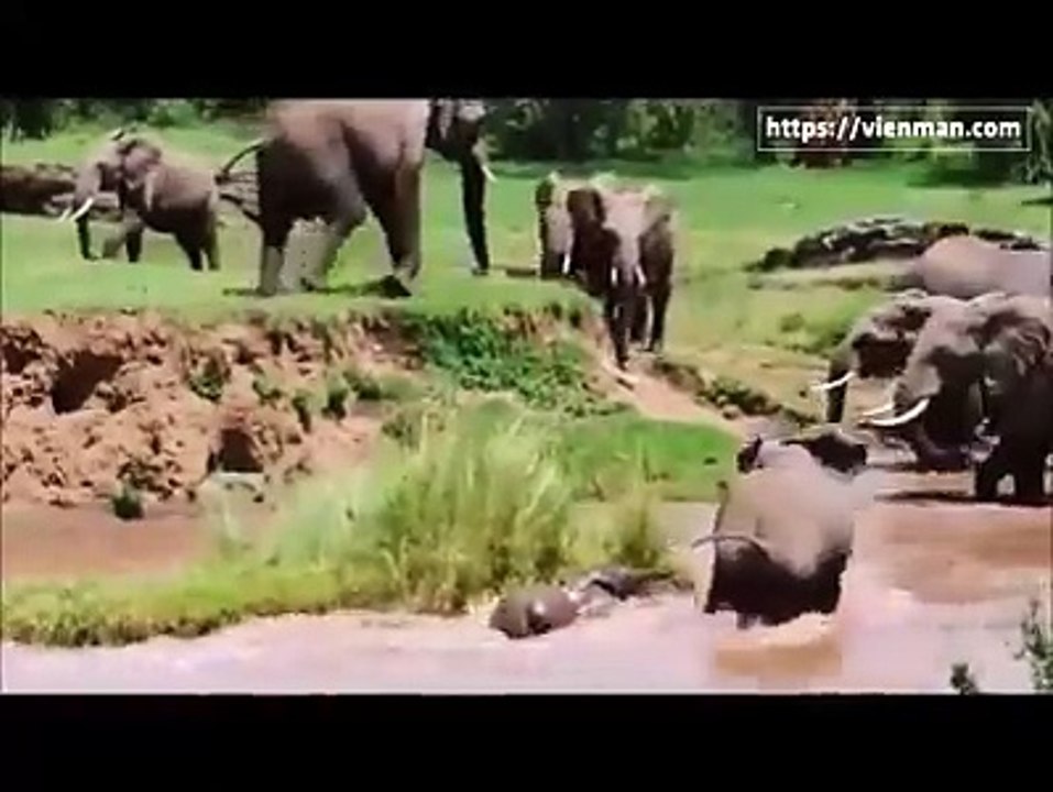 Funny animals