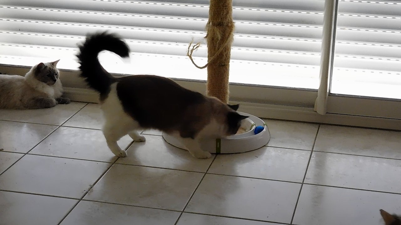 JEU ENTRE RAGDOLLS