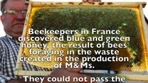 Top 20 Facts About Bees You Probably Didn’t Know