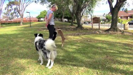 Amazing Double Dog Tricks