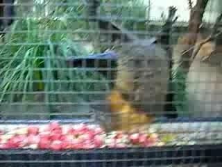 Animaux divers au zoo de Featherdale a Sydney