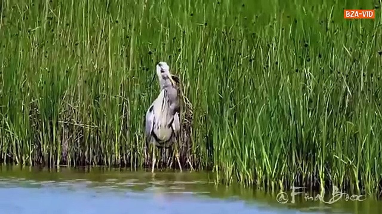 Heron bird devours young ducks