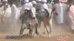 Pakistani Bull Race