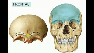 Anatomía - Cráneo, Hueso Frontal - Parte 2 de 7