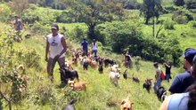 Territorio de Zaguates - 2014 Junio 28