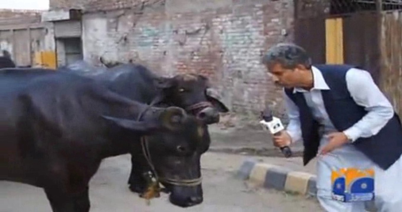 Watch Interesting Reporting of GEO News Reporter