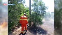 Andria: ancora una volta gli incendi hanno causato danni ai patriarchi
